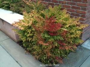 Nandina domestica 'Gulf Stream'